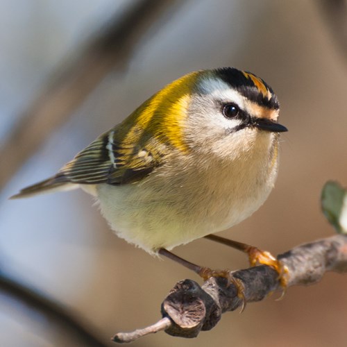 SommergoldhähnchenAuf RikenMons Nature-Guide