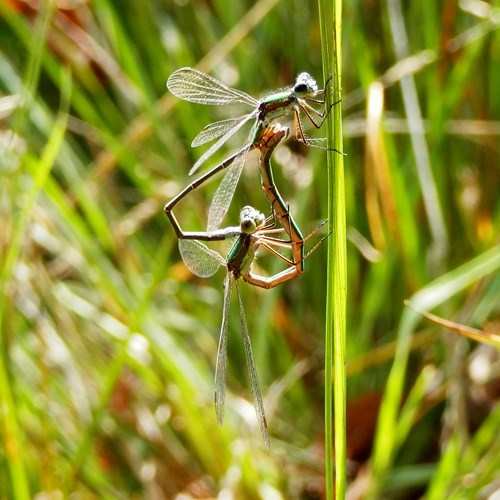 Lestes sponsa [L.]在RikenMon的自然指南