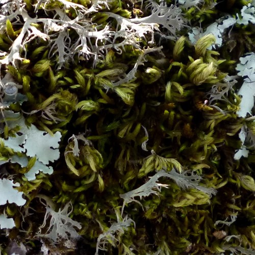 Sphagnum palustre [L.]su guida naturalistica di RikenMon