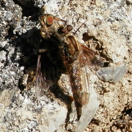 Philonicus albiceps [L.]Sur le Nature-Guide de RikenMon