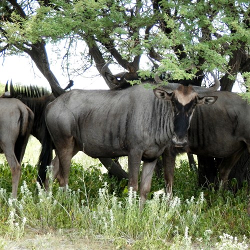 Gnu-de-cauda-pretaEm Nature-Guide de RikenMon