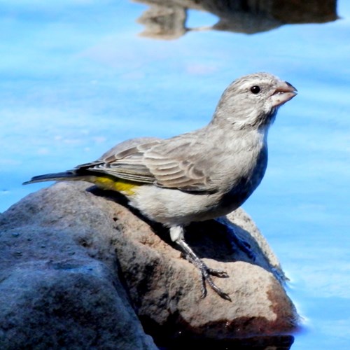 Witkeelkanarieop RikenMon's Natuurgids