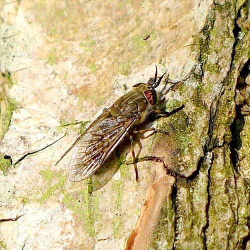 Haematopota pluvialis [L.]на Nature-Guide RikenMon в