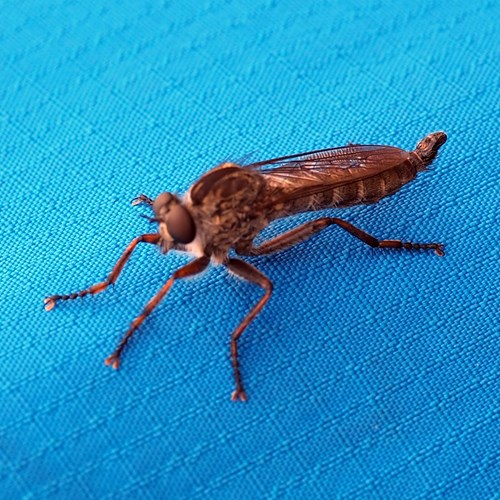 Machimus atricapillus [L.]на Nature-Guide RikenMon в