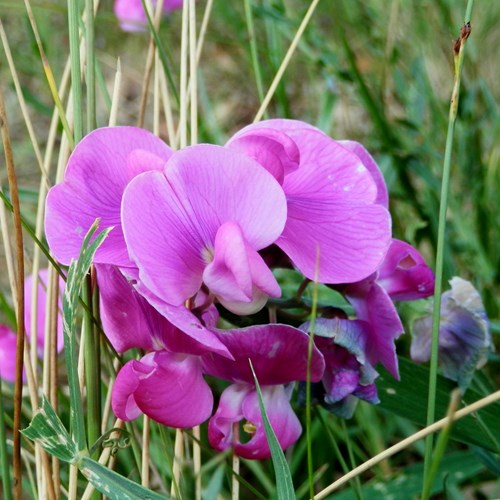 Lathyrus sylvestris [L.]su guida naturalistica di RikenMon