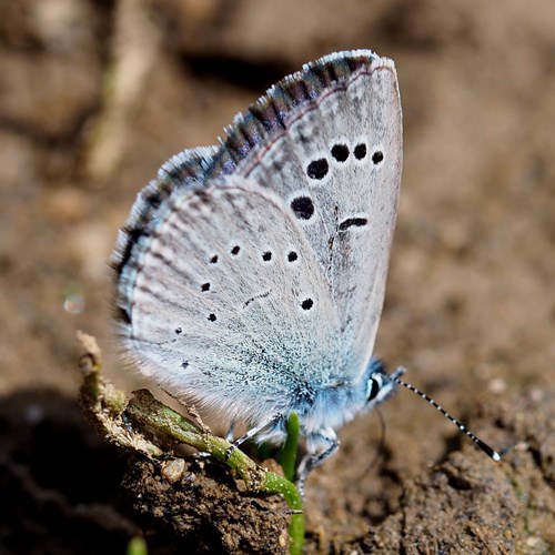 Glaucopsyche melanops [L.]su guida naturalistica di RikenMon