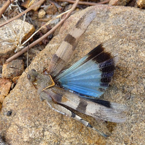 Oedipoda caerulescens [L.]En la Guía-Naturaleza de RikenMon