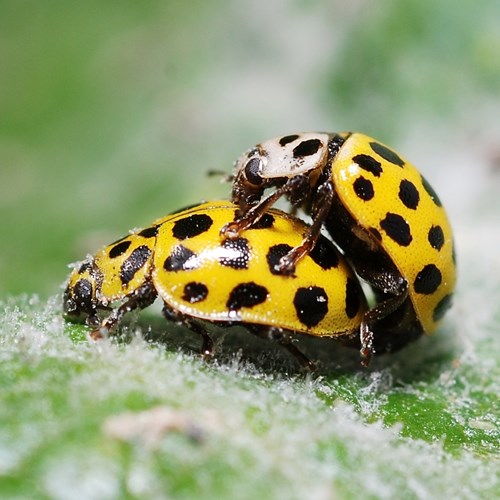 Coccinelle à vingt-deux points Sur le Nature-Guide de RikenMon