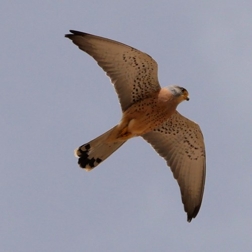 Kleine torenvalkop RikenMon's Natuurgids