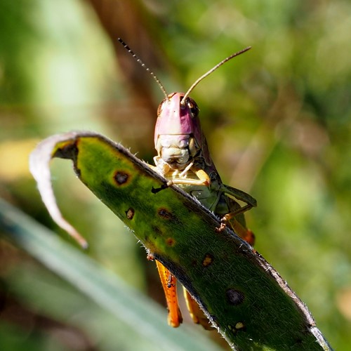 Chorthippus parallelus [L.]Em Nature-Guide de RikenMon