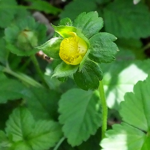 Potentilla indica [L.]Em Nature-Guide de RikenMon