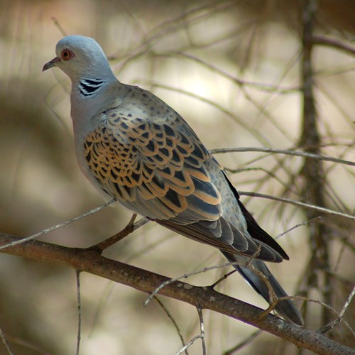 Tortora comunesu guida naturalistica di RikenMon