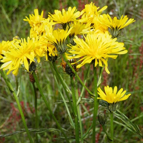 Crepis biennis [L.]En la Guía-Naturaleza de RikenMon