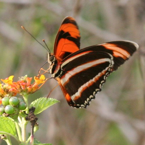 Banded Orange Heliconianon RikenMon's Nature-Guide