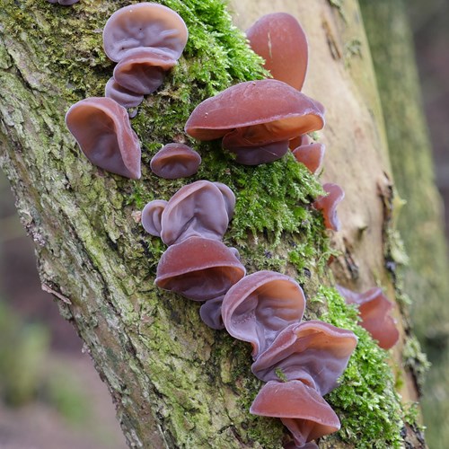 Auricularia auricularia-judea在RikenMon的自然指南