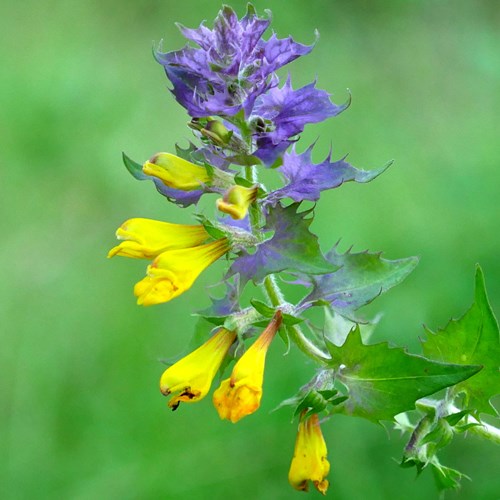 Melampyrum nemorosum [L.]En la Guía-Naturaleza de RikenMon