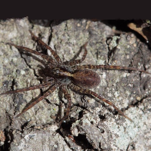 Pardosa lugubris [L.]Sur le Nature-Guide de RikenMon