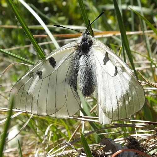 Zwarte apollovlinderop RikenMon's Natuurgids