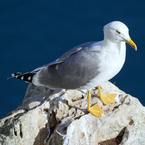 Larus michahellis [L.]在RikenMon的自然指南