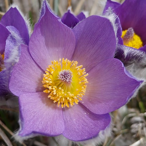 Pulsatilla halleri [L.]Em Nature-Guide de RikenMon