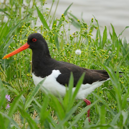 Scholeksterop RikenMon's Natuurgids