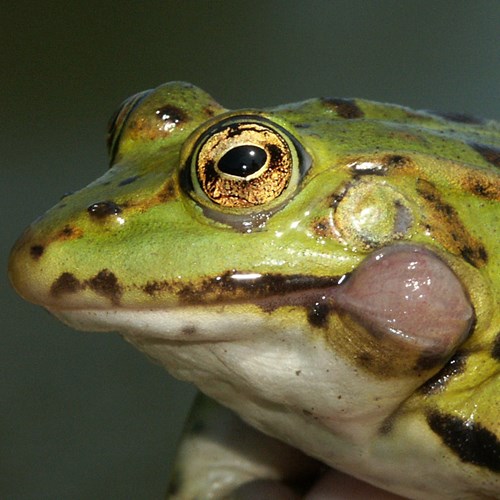 Rana esculenta [L.]En la Guía-Naturaleza de RikenMon