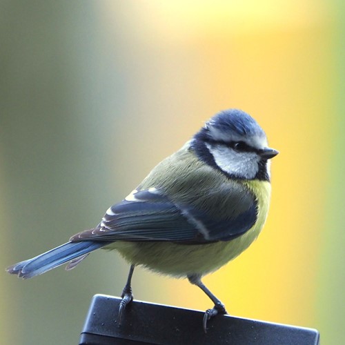 Mésange bleueSur le Nature-Guide de RikenMon