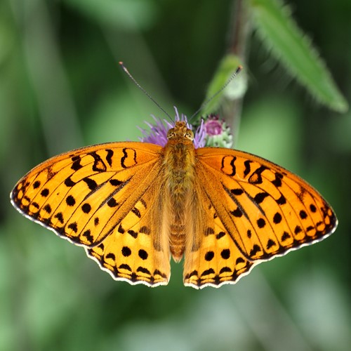 Bosrandparelmoervlinderop RikenMon's Natuurgids