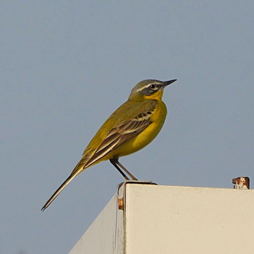 Cutrettola giallasu guida naturalistica di RikenMon