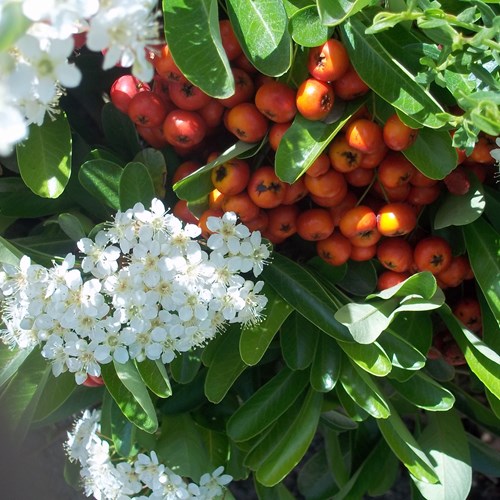 Pyracantha coccinea [L.]Sur le Nature-Guide de RikenMon