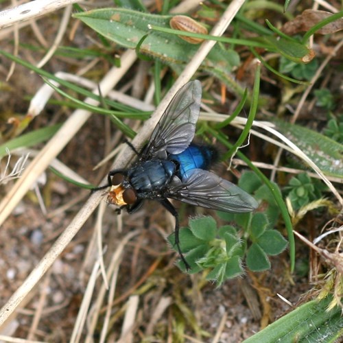 Cynomya mortuorum [L.]En la Guía-Naturaleza de RikenMon