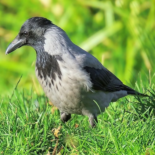 冠小嘴乌鸦在RikenMon的自然指南