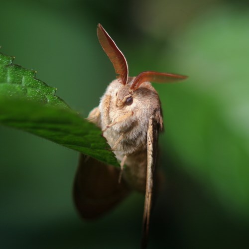 Bombyx de la ronceSur le Nature-Guide de RikenMon