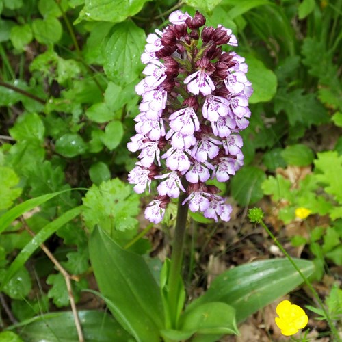 Orchis purpurea [L.]在RikenMon的自然指南