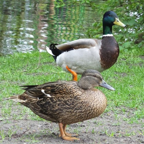 Germano realesu guida naturalistica di RikenMon