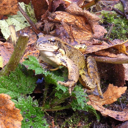 Rana ágilEn la Guía-Naturaleza de RikenMon