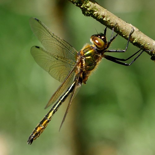 Cordulia aenea [L.]su guida naturalistica di RikenMon