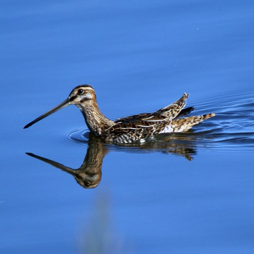 Watersnipop RikenMon's Natuurgids