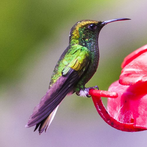 Esmeralda capirotadaEn la Guía-Naturaleza de RikenMon