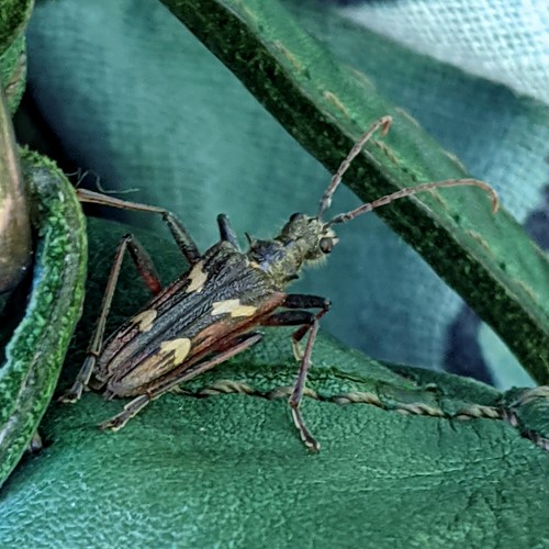 Two-banded longhorn beetleon RikenMon's Nature-Guide