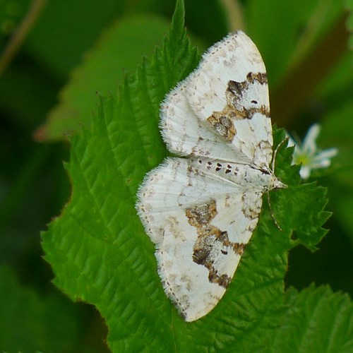 Geoogde bandspannerop RikenMon's Natuurgids