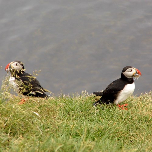 Papegaaiduikerop RikenMon's Natuurgids