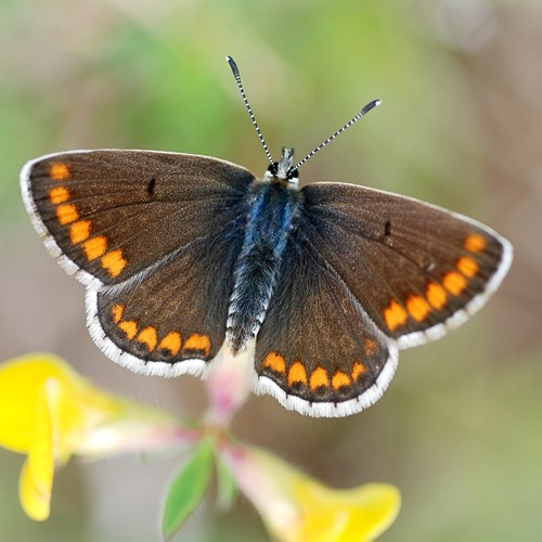 Aricia agestis [L.]在RikenMon的自然指南