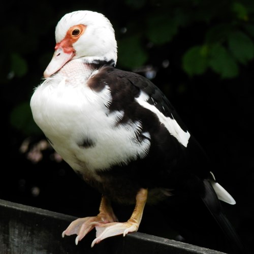 Pato criolloEn la Guía-Naturaleza de RikenMon