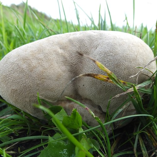 Calvatia gigantea [L.]Em Nature-Guide de RikenMon