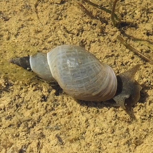 Lymnaea stagnalis [L.]En la Guía-Naturaleza de RikenMon