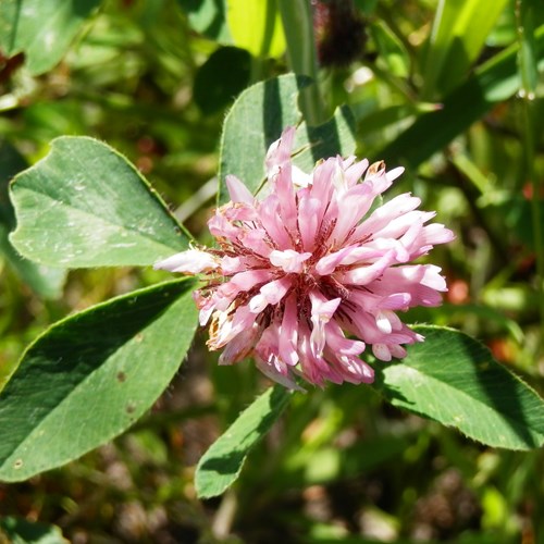 Bochtige klaverop RikenMon's Natuurgids