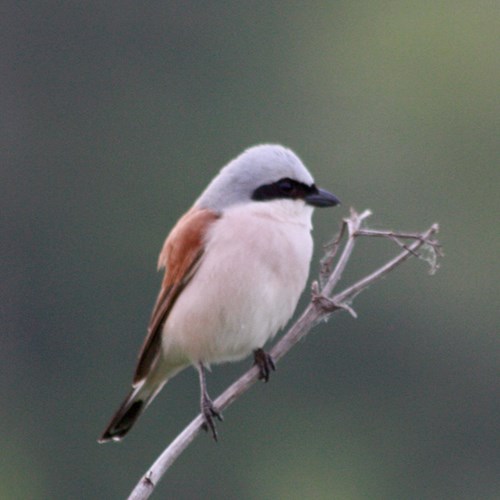 Grauwe klauwierop RikenMon's Natuurgids