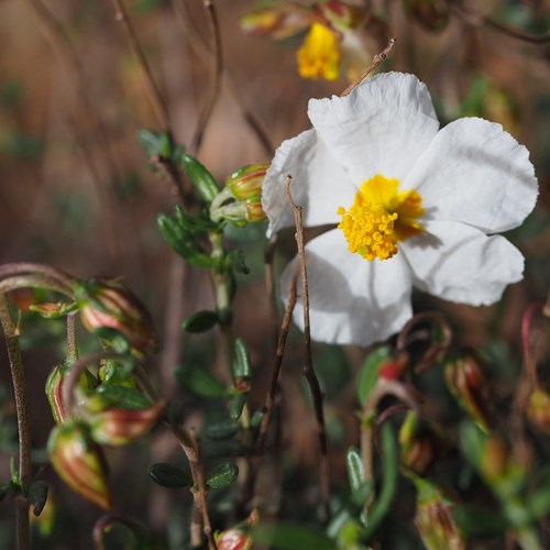 Rosa de las rocas blancaEn la Guía-Naturaleza de RikenMon