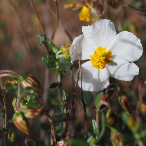 Helianthemum apenninum [L.]在RikenMon的自然指南